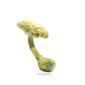 Albino Treasure Coast for sale shroomifybros.com