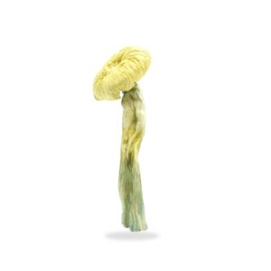 Albino Magic Mushrooms