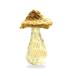 blue meanie mushrooms