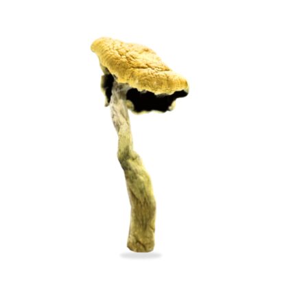 Psilocybe cubensis shroomifybros.com