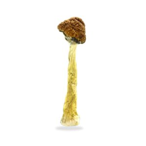 Dried Mushrooms Florida White