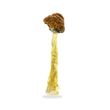 Dried Mushrooms Florida White