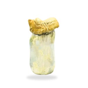 Gold Member Magic Mushrooms shroomifybros