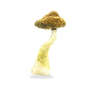 Golden Teacher Mushrooms shroomifybros.com