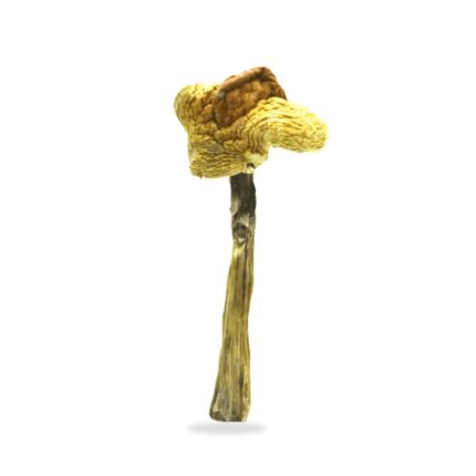 Huautla Magic Mushrooms for sale