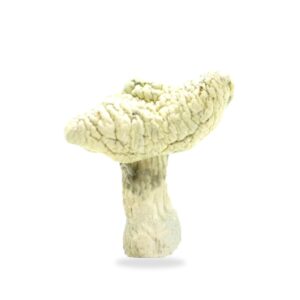 Leucistic Burma Mushrooms shroomifybros.com