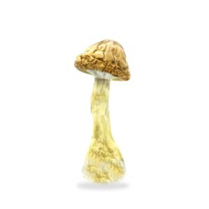 Mushroom Wellness Denver Colorado