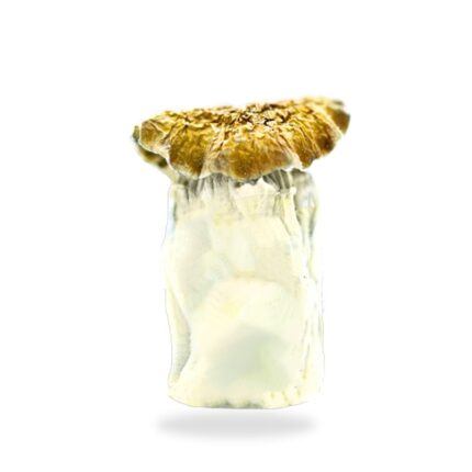 Steel Magnolia Mushrooms shroomifybros.com