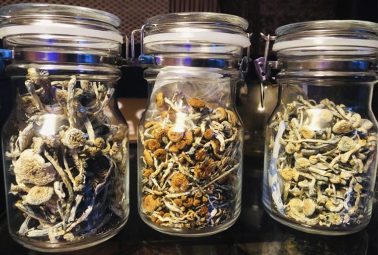 Dried Magic mushroom