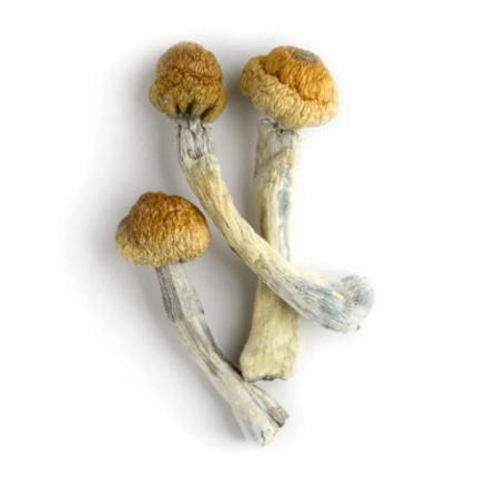 Magic Mushroom